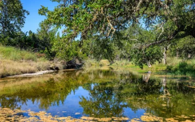 GRAPE CREEK MEADOW | Gillespie County