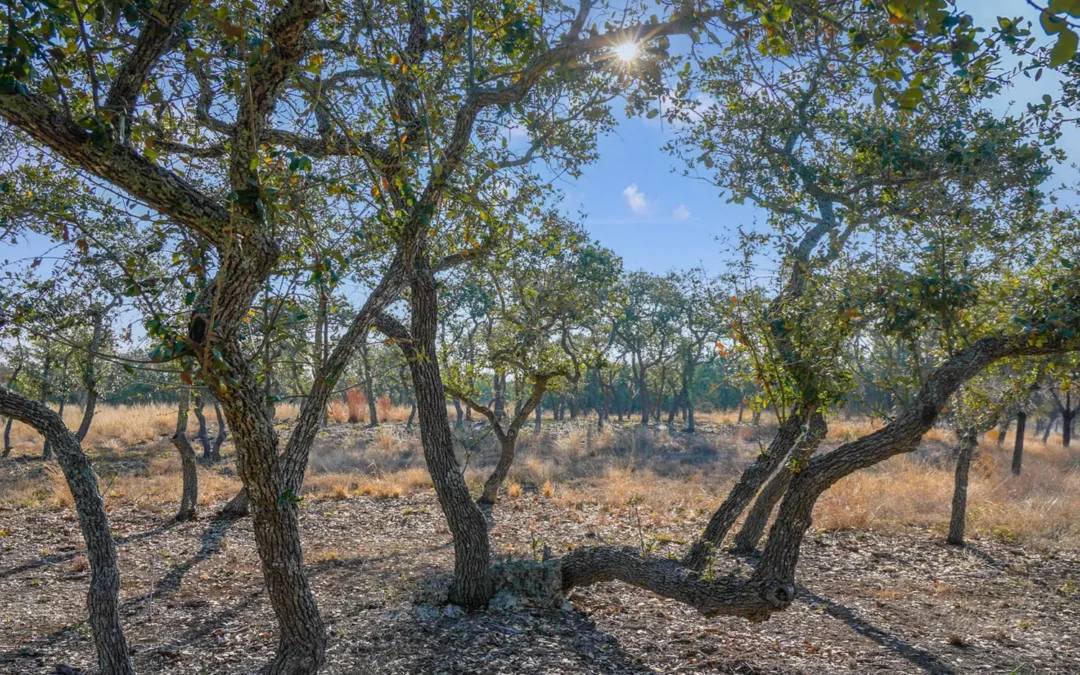 476 MIDTOWN ROAD | Blanco County